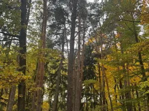 Prodej lesa, Přísečná, 15088 m2