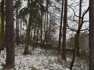 Prodej lesa, Stříbrnice, 2595 m2
