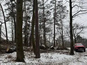 Prodej lesa, Stříbrnice, 2595 m2