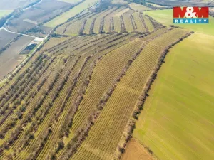 Prodej pole, Morkůvky, 2424 m2