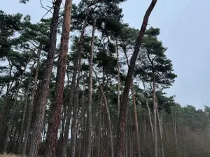 Prodej lesa, Libotenice, 63021 m2