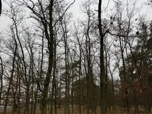 Prodej lesa, Libotenice, 63021 m2