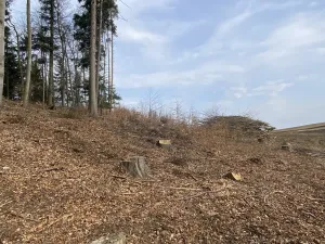 Prodej lesa, Zborov, 9290 m2