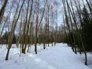 Prodej lesa, Volfířov - Brandlín, 3892 m2