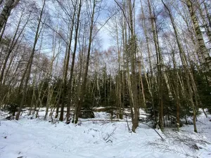 Prodej lesa, Volfířov - Brandlín, 3892 m2