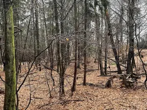 Prodej lesa, Velká Polom, 3342 m2