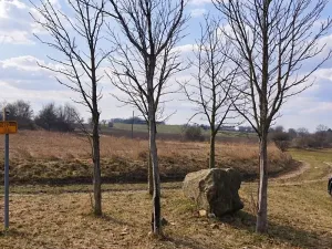 Prodej pole, Číčovice, 6121 m2