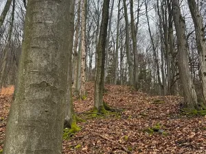 Prodej lesa, Huslenky, 16650 m2