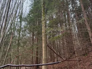 Prodej lesa, Huslenky, 29988 m2