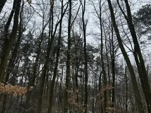 Prodej podílu lesa, Štítary, 3942 m2