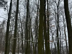 Prodej podílu lesa, Štítary, 3942 m2