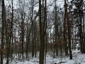 Prodej podílu lesa, Štítary, 3942 m2