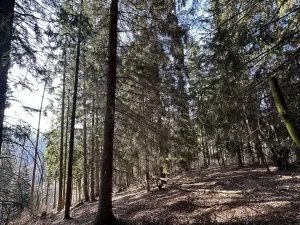 Prodej lesa, Plavy, 32050 m2