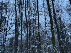 Prodej lesa, Dolní Bousov, 59634 m2