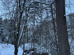 Prodej lesa, Dolní Bousov, 59634 m2