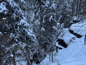 Prodej lesa, Dolní Bousov, 59634 m2