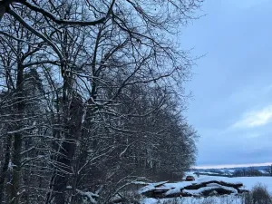 Prodej lesa, Dolní Bousov, 59634 m2