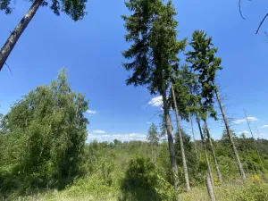 Prodej lesa, Kropáčova Vrutice - Sušno, 15167 m2