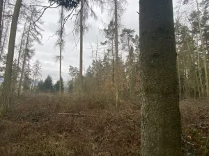 Prodej lesa, Blížejov - Lštění, 4624 m2