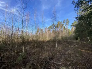 Prodej lesa, Veliny, 4968 m2