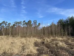 Prodej lesa, Veliny, 4968 m2