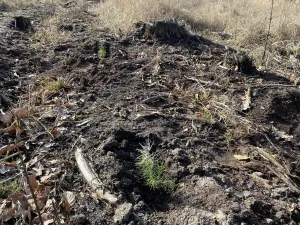 Prodej lesa, Veliny, 4968 m2