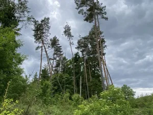 Prodej lesa, Blížejov - Lštění, 4481 m2