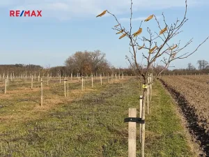 Prodej sadu/vinice, Nové Dvory, 9979 m2