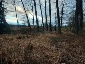 Prodej lesa, Pošná, 3636 m2