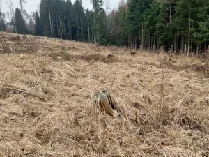 Prodej lesa, Široký Důl, 1408 m2