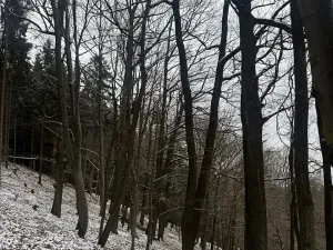 Prodej lesa, Vlčková, 3331 m2