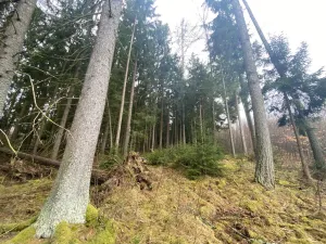 Prodej lesa, Kolinec - Buršice, 1299 m2