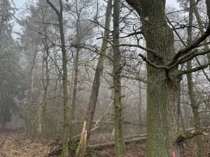 Prodej lesa, Milavče, 5759 m2