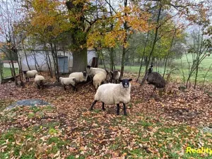 Prodej zemědělské usedlosti, Milevsko, 105 m2