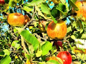 Prodej zahrady, Stružnice, 428 m2