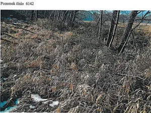 Prodej lesa, Tis, 906 m2