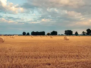 Prodej podílu pole, Nový Vestec, 2331 m2