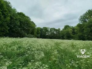 Prodej louky, Kolín, 2633 m2