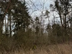 Prodej lesa, Klatovy, 8497 m2