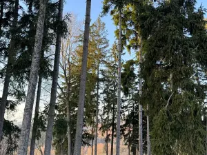 Prodej podílu lesa, Stará Paka, 4610 m2