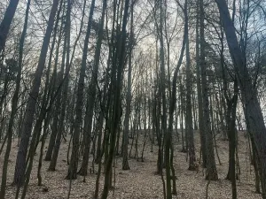 Prodej lesa, Jílové u Prahy, 15458 m2