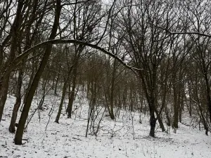 Prodej lesa, Chotiměř, 26763 m2