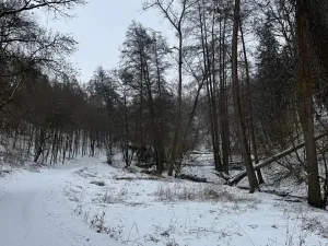 Prodej lesa, Chotiměř, 26763 m2