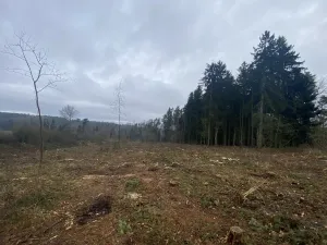 Prodej lesa, Blížejov - Lštění, 7793 m2