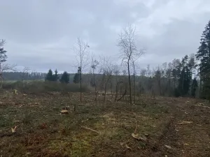 Prodej lesa, Blížejov - Lštění, 7793 m2