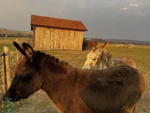 Prodej vícegeneračního domu, Luboměř, 160 m2