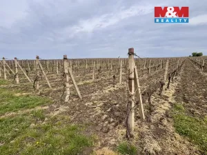 Prodej pole, Velké Bílovice, 3600 m2