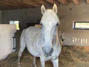 Prodej komerční, Pluhův Žďár - Jižná, 28792 m2
