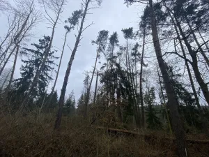 Prodej lesa, Blížejov - Lštění, 4481 m2