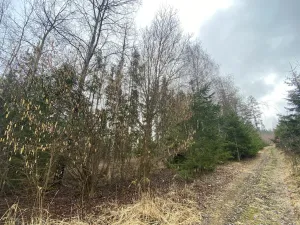 Prodej lesa, Kolinec - Buršice, 5195 m2